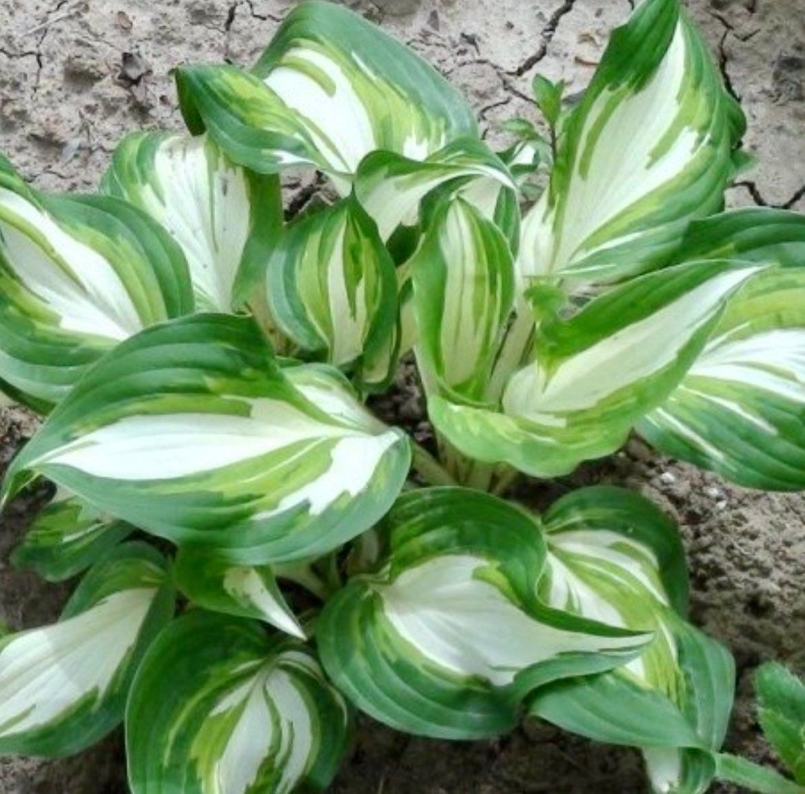 Variety of Hosta Seeds ~ Plants ~ Garden ~ Grow Your Own ~ Spring ~ Instead of Flowers ~ Flowers