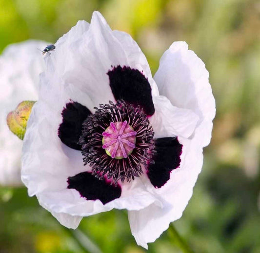 Poppy Checkers Seeds ~ Papaver Orientale Checkers ~ Cool Flowers ~ Unique ~ Heirloom ~ Bouquets ~ Fresh Cut Flowers ~ Cool ~ Neat Flowers