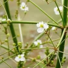 Alisma Plantago-Aquatica Seeds ~ Plants ~ Garden ~ Grow Your Own ~ Spring Flowers ~ Instead of Flowers