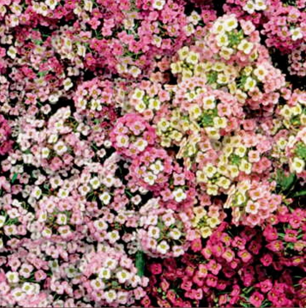 Your Plant Bitch’s Fairy Garden Mix Seeds ~ Valentine’s Day Gifts ~ Grow Your Own ~ Spring Flowers ~ Instead of Flowers ~ Special Seeds