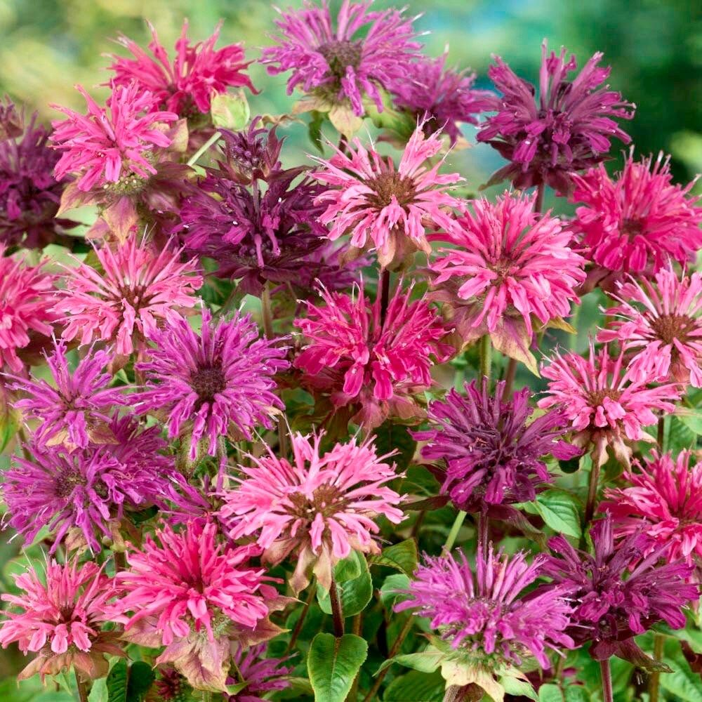 Mixed Bee Balm Seeds ~ Monarda Didyma ~ Bees ~ Spring Time ~ Grow Your Own ~ Spring ~ Flowers