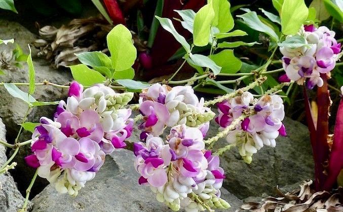 Snail Vine Seeds ~ Vigna Caracalla ~ Fragrant ~ Garden ~ Exotic ~ Unique ~ Tropical