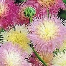 Sweet Sultan Flower Seeds ~ Annual  Flowers ~ Spring Time ~ Gardener ~ Gardens ~ Fresh Cut Flowers ~ Bouquet