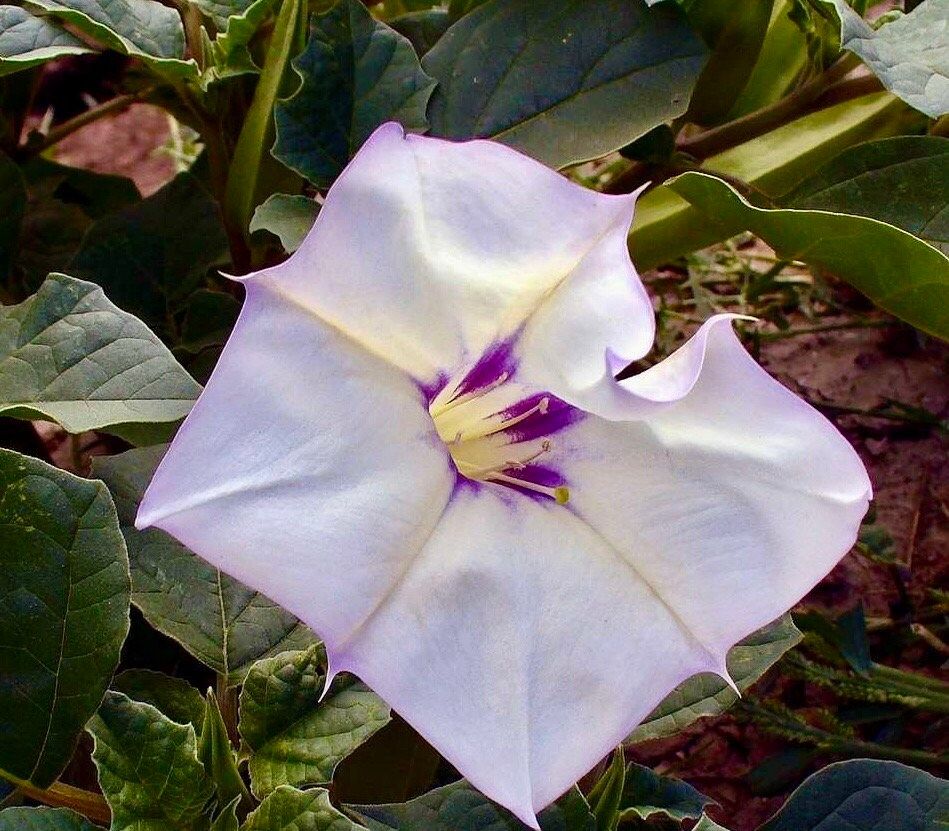 Unique Angel’s Trumpet Seeds ~ Datura Discolor ~ Desert Thornapple ~ Trumpet Creeper ~ Fresh Seeds ~ Blooms ~ Flowers ~ Fragrance ~ Pretty