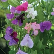 Multi Color Sweet Pea Seeds ~ Plants ~ Garden ~ Grow Your Own ~ Spring Flowers ~ Instead of Flowers ~ Flowers