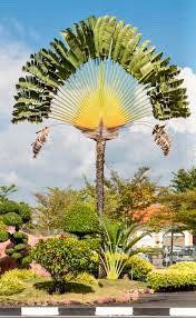 Traveler’s Palm Seeds ~ Ravenala Madagascariensis ~ Unique ~ Rare ~ Palm Tree ~ Exotic ~ Garden ~ Grow Your Own ~ Crop ~ Plant