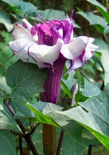 Purple Queen Devil’s Trumpet Seeds ~ Datura Metel ~ Fresh Seeds ~ Blooms ~ Flowers ~ Instead of Flowers ~