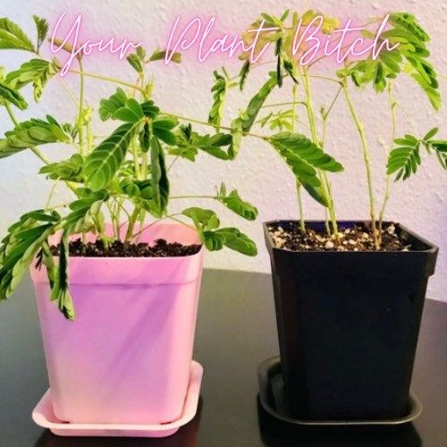 Medium Mimosa Pudica Starter Grow Kit~Sensitive Plant~Touch-Me-Not~Sleepy Plant~Stocking Stuffers~Goodie Bags~Holiday Gift Ideas