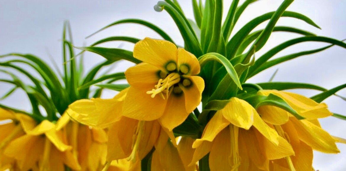 Yellow Crown Imperialis Seeds ~ Fritillaria Imperialis ~ Exotic ~ Unique ~ Fun ~ Bees ~ Butterflies ~ Beautiful Flowers ~ Dr Seuss