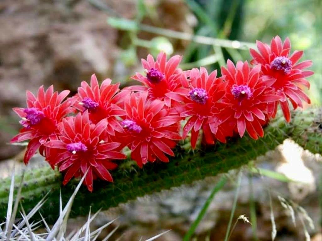 Cleistocactus Samaipatanus Seeds ~ Succulent ~ Cacti ~ Cárdenas ~ Cool Flowers ~ Rare ~ Easy Care