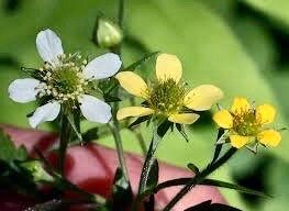 White Avens ~ Geum Canadense ~ Butterflies ~ Bumblebees ~ Garden ~ Flowers ~ Spring ~ Bloom