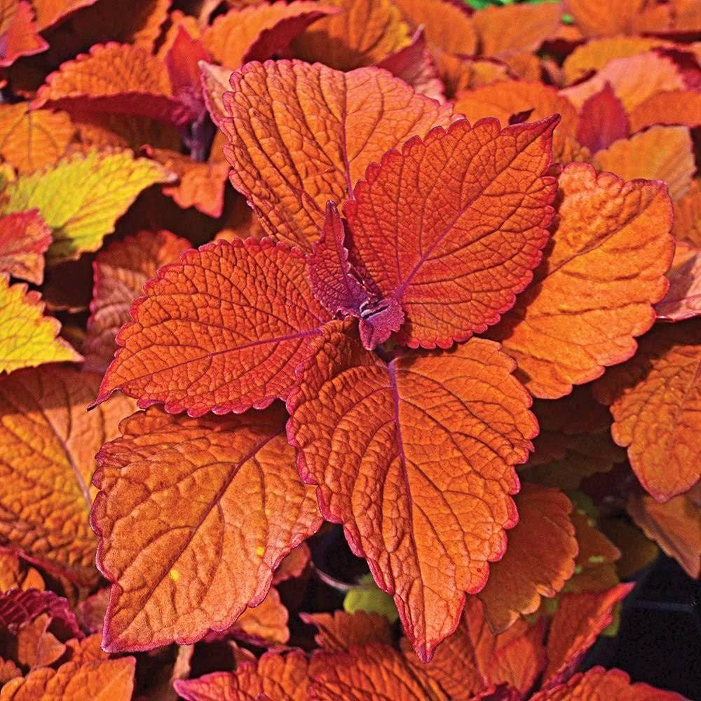 Rainbow Striped Coleus Seeds ~ Coleus Blumei ~ Plants ~ Garden ~ Grow Your Own ~ Spring Flowers ~ Instead of Flowers ~ Flowers ~ Houseplants