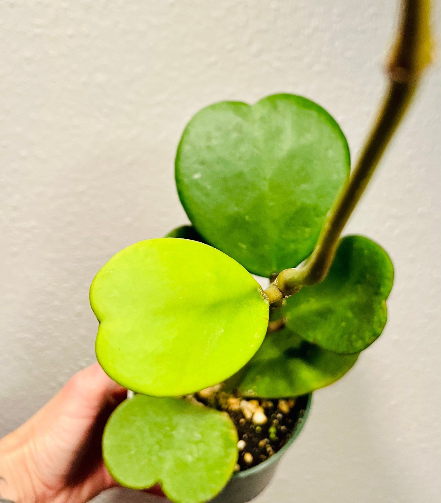Hoya Kerrii ~ Hoya Hearts ~ Hoya ~ Sweetheart Hoya ~ Heart-Shaped Hoya ~ Wax Heart Plant ~ Love Heart Plant ~ Lucky Hearts Plant