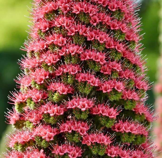 Tower of Jewels Flower Seeds ~ Echium Wildpretii ~ Snake Head ~ Unique ~ Rare ~ Exotic ~ Garden ~ Grow Your Own ~ Plant