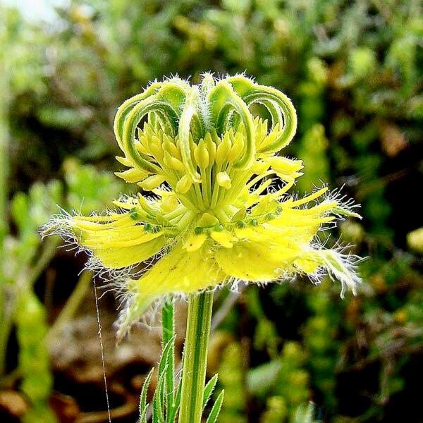 Orientalis Transformer Love-in-the-Mist ~ Spring Flowers ~ Spring Time ~ Bouquets ~ Fresh Flowers ~ Annuals