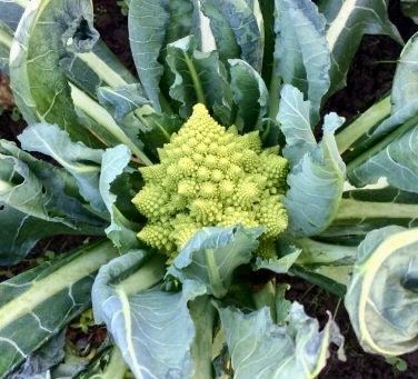 Chartreuse Romanesco Broccoli Seeds ~ Brassica Oleracea ~ Wild Cabbage ~ Broccoli ~ Heirloom ~ Grow Your Own ~ Vegetables ~ Veggies