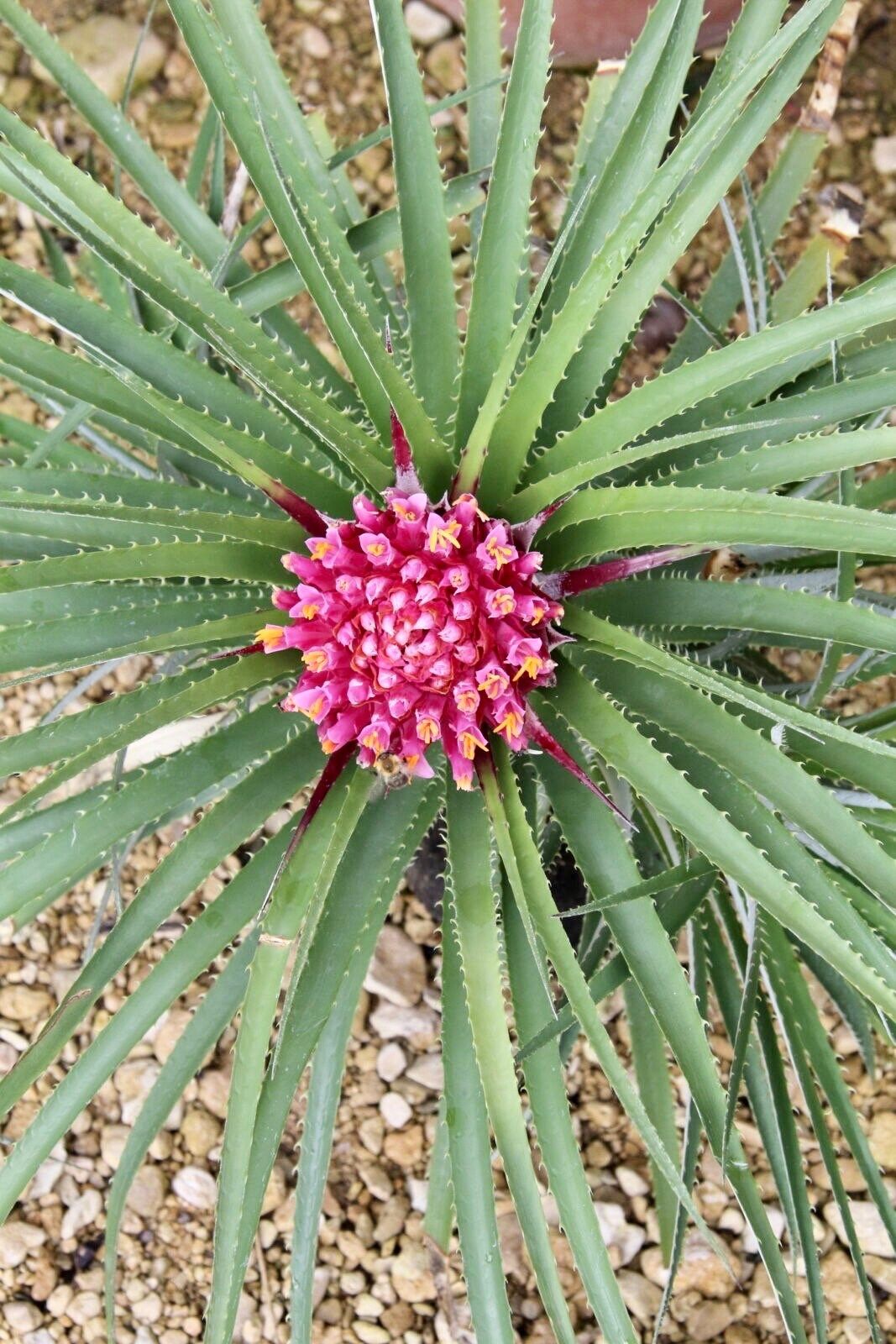 Rare Exotic Pink Chilean Bromeliad Seeds ~ Ochagavia Carnea ~ Tropical ~ Bouquet ~ Fresh Flowers