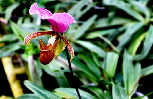 Multi-Colored Lady’s Slipper Orchid Seeds ~ Lady Slipper Orchids ~ Slipper Orchids ~ Cypripedium ~ Orchidaceae ~ Cypripedioideae ~ Exotic
