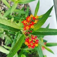 Bloodflower Seeds ~ Asclepias Curassavica ~ Milkweed ~ Seeds ~ Butterflies ~ Gifts ~ Grow Your Own ~ Spring Flowers ~ Instead of Flowers