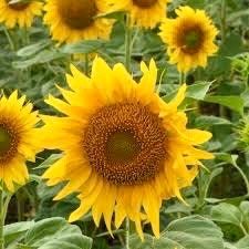 Perveredovik Sunflower Seeds ~ Fall ~ Heirloom Seeds ~ Autumn