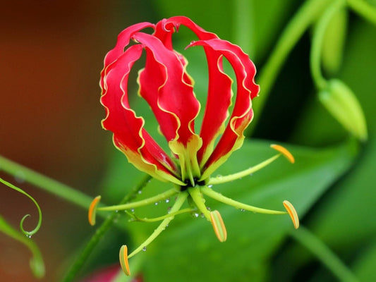 Red Gloriosa Carsonii Seeds ~ Rare ~ Grow Your Own ~ Spring Flowers ~ Instead of Flowers ~ Presents ~ Tropical ~ Beauty