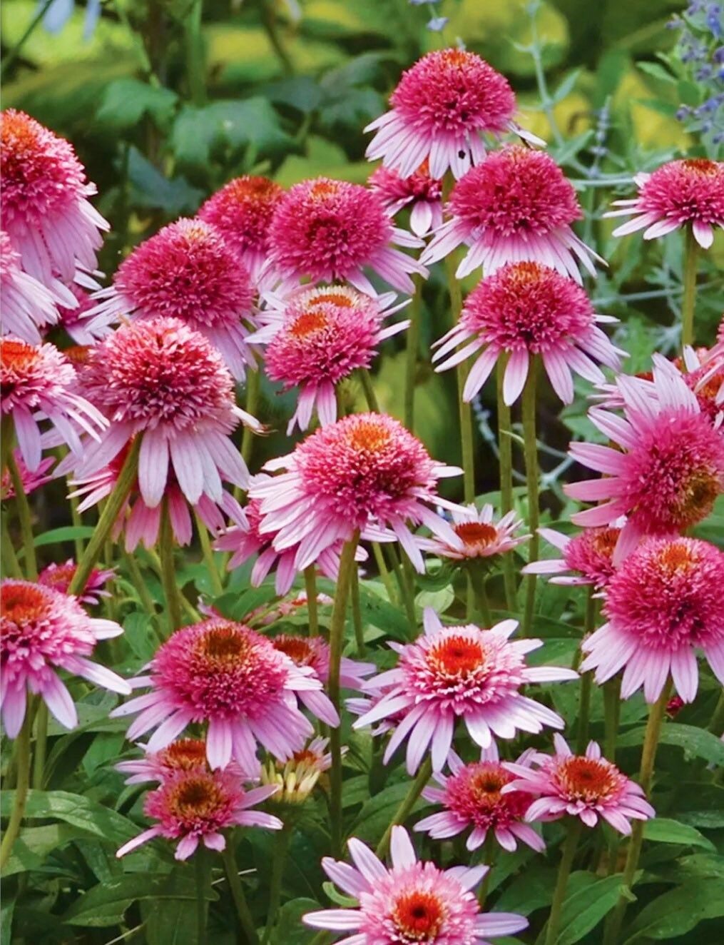 Pink and White Coneflower Seeds ~ Echinacea Hybrid ~ Flowering Plant ~ Unusual Flowers ~ Flower ~ Growing Flowers ~ Garden ~ Plant