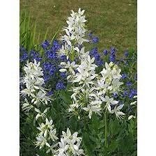 Gas Plant Seeds ~ Dictamnus Albus ~ Mixed Colors ~ Flowers ~ Garden ~ Plants