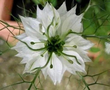 Nigella Miss Jekyll White Seeds ~ Love-in-the-Mist ~ Spring Flowers ~ Spring Time ~ Bouquets ~ Fresh Flowers