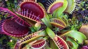 Cross ‘Ginormous’ x ”Godzilla” Venus Flytrap Seeds ~ Freshly Harvested ~ Carnivorous Plants ~ Carnivore ~ Kids Love