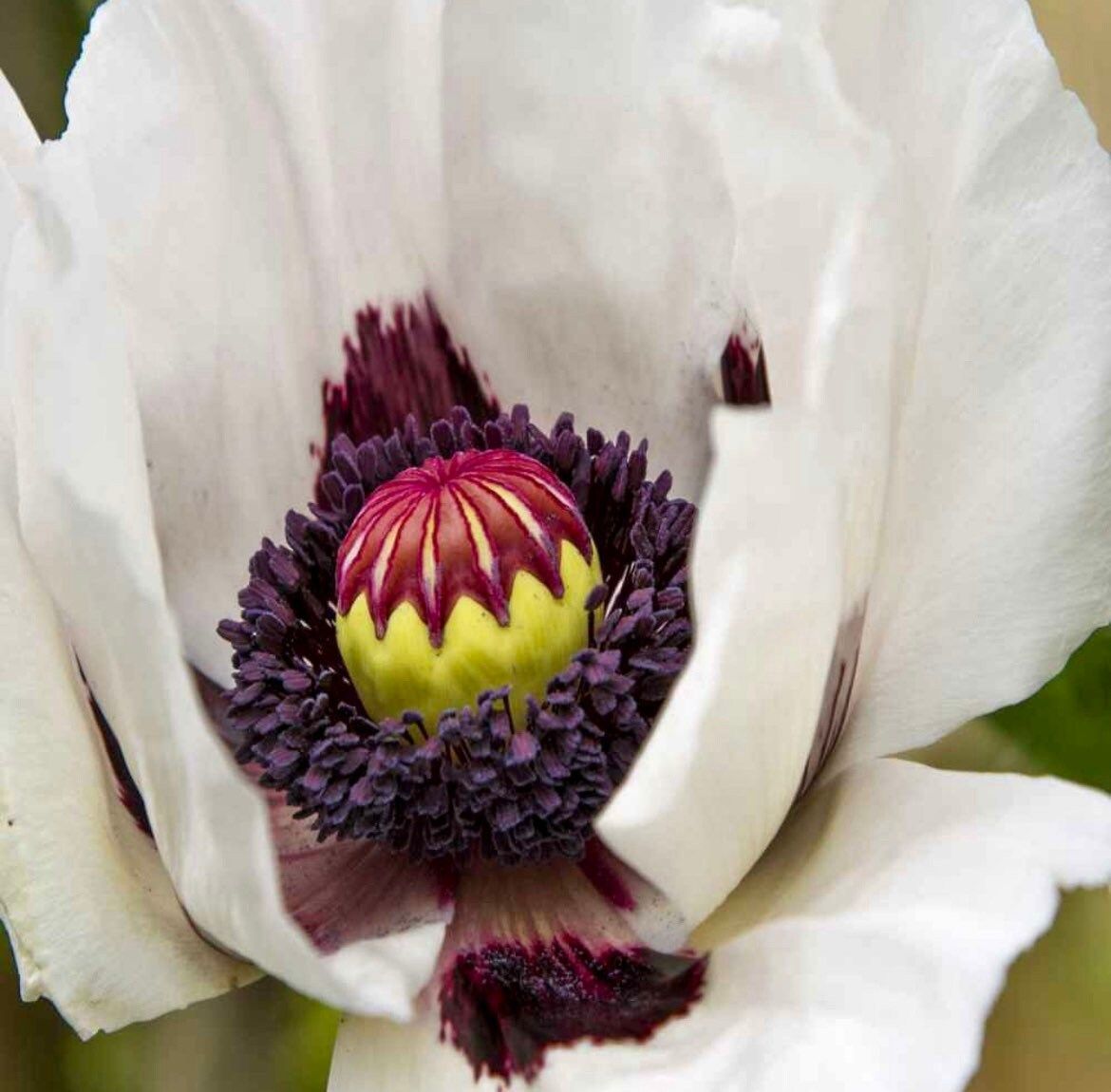 Poppy Checkers Seeds ~ Papaver Orientale Checkers ~ Cool Flowers ~ Unique ~ Heirloom ~ Bouquets ~ Fresh Cut Flowers ~ Cool ~ Neat Flowers