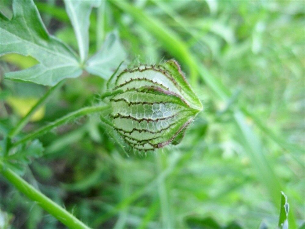 Hibiscus Trionum Seeds ~ Flower-of-an-hour ~ Wildflowers ~ Butterflies ~ Bees ~ Blooms ~ Pollinators