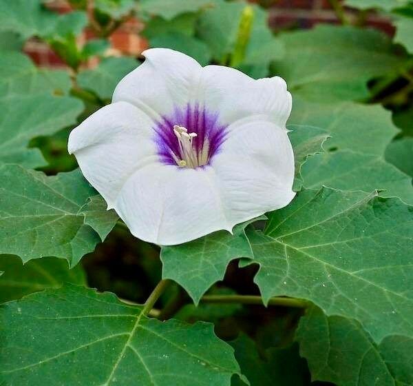 Unique Angel’s Trumpet Seeds ~ Datura Discolor ~ Desert Thornapple ~ Trumpet Creeper ~ Fresh Seeds ~ Blooms ~ Flowers ~ Fragrance ~ Pretty