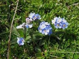 Blue Forget-Me-Not Seeds ~ Myosotis Sylvatica ~ Garden ~ Grow Your Own ~ Spring Flowers ~ Instead of Flowers