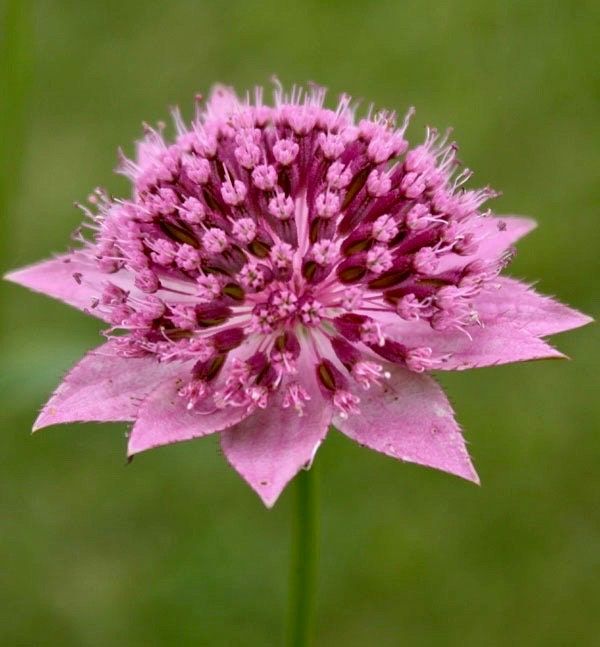 Rosea Astrantia Major Seeds ~ 'Star of Billion' ~ The Great Masterwort ~ Garden ~ Grow Your Own ~ Spring Flowers ~ Instead of Flowers