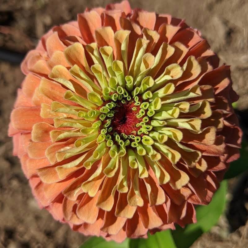 Zinnia “Queen Lime Orange” Seeds ~ Flower Seeds ~ Plants ~ Garden ~ Grow Your Own ~ Spring Flowers ~ Instead of Flowers ~ Flowers