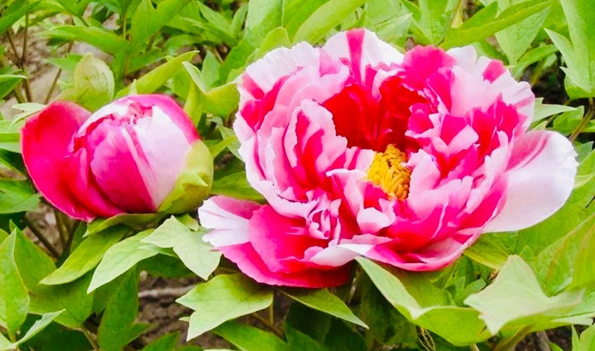 Mixed Colored Peony Flower Seeds ~ Mixed Colors Flowers ~ Cool Flowers ~ Rare ~ Heirloom Seeds