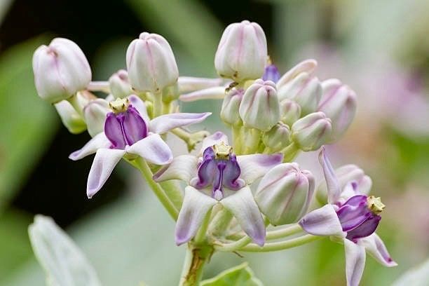 Rare Crown Flower Milkweed Seeds ~ Crown Flower ~ Calotropis Gigantea ~ Exotic ~ Unique ~ Tropical ~ Hawaii ~ Leis