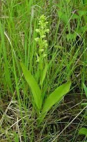 Platanthera Flava Seeds ~ The Palegreen Orchid ~ Orchids ~ Usual Flowers ~ Exotic Flower