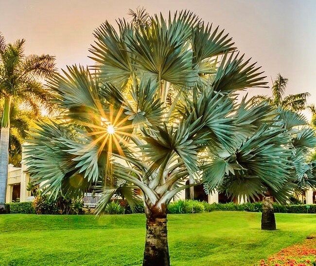 Mexican Blue Hesper Palm Tree Seeds ~ Brahea Armata ~ Mexican Blue Palm Tree ~ Grey Goddess Tropical ~ Exotic ~ Palm ~ Blue ~ Garden ~ Plams