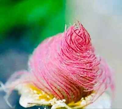 Wild Prairie Smoke Flower Seeds ~ Old Man's Beard ~ Geum Triflorum