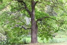 Northern Catalpa Tree Seeds ~ Indian Cigar Flower ~ Trees ~ Pretty ~Exotic ~ Gardens ~ Unique