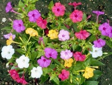 Mixed Marvel of Peru Seeds ~ Mirabilis Jalapa ~ 4 O’Clock Flower ~ Flowers ~ Trumpet ~ Fragrance ~ Vanilla