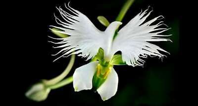 Fringed Orchid Seeds ~ Habenaria Radiata ~ Crane Orchid ~ Pecteilis Radiata ~