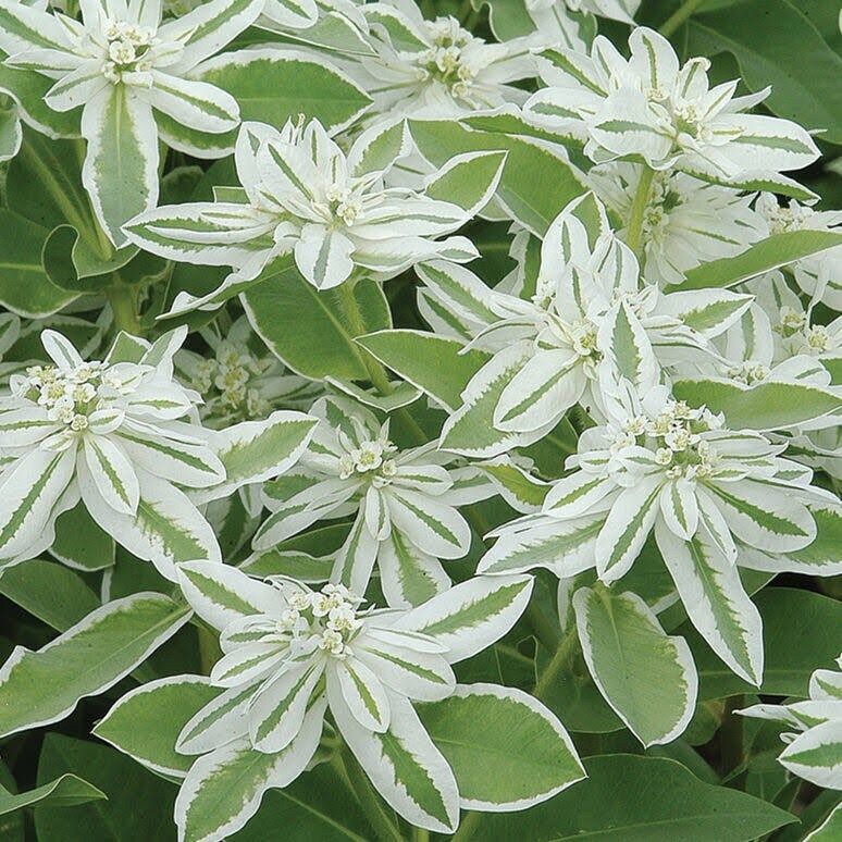 Euphorbia Marginata Seeds ~ Kilimanjaro ~ Rare Plants ~ Snow On The Mountain  ~ Spring Flowers ~ Instead of Flowers ~ Presents