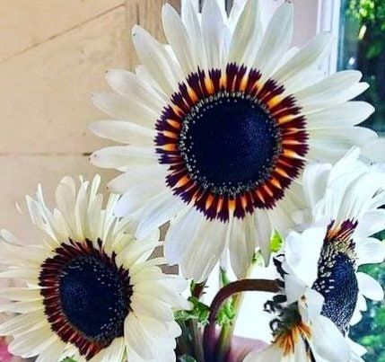 Snow White Sunflower Seeds ~ Helianthus Annuus ~ Pretty Flowers ~ Garden ~ Fall ~ Heirloom Seeds ~ Autumn ~ Bouquets ~ Fresh Cut Flowers