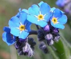 Blue Forget-Me-Not Seeds ~ Myosotis Sylvatica ~ Garden ~ Grow Your Own ~ Spring Flowers ~ Instead of Flowers