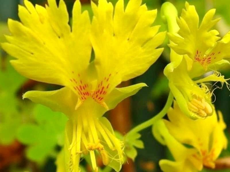 Yellow Canary Bird Vine Seeds ~ Tropaeolum Peregrinum ~ Canary Creeper ~ Canary Bird Flower ~ Edible Flowers ~ Bird Lovers ~ Exotic ~ Unique