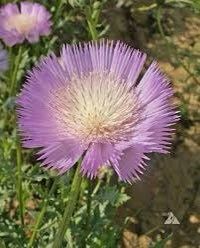 Sweet Sultan Flower Seeds ~ Annual  Flowers ~ Spring Time ~ Gardener ~ Gardens ~ Fresh Cut Flowers ~ Bouquet