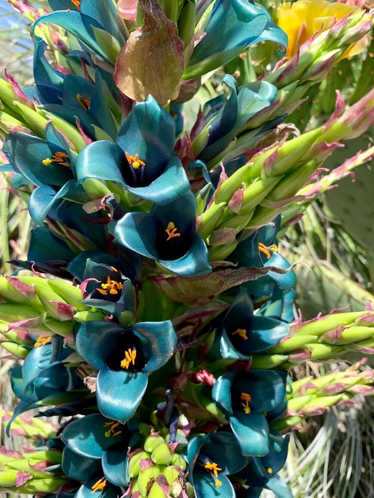 Rare Sapphire Tower Seeds ~ Puya Alpestris ~ Puya Alpestris Gaytic ~ Exotic ~ Beautiful ~ Jade