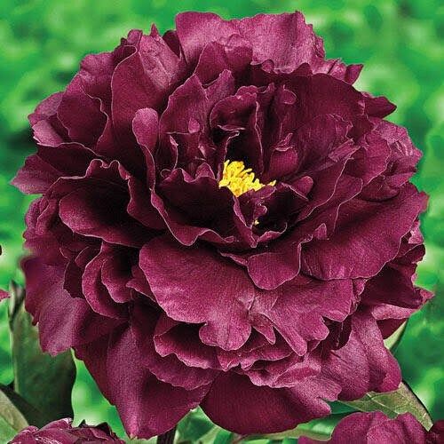 Papaver Paeoniflorum ‘Black Peony’ Poppy Seeds ~ Mixed Colors Flowers ~ Cool Flowers ~ Rare ~ Heirloom Seeds